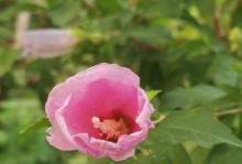 《三色槿的养护指南》（从种植到花期，全面了解三色槿的生长需求和护理方法）