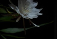 昙花的昙（沉寂百年绽放一夜，以昙花为主题的短暂奇迹）