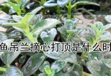 平安树的摘心打顶方法（了解摘心打顶的时间和方法，让平安树更健康）