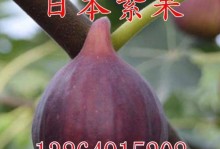日本紫果——年年丰收的奇迹（揭秘紫果为何实现了长期的稳定果实产量）