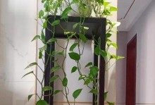 绿萝——卧室的理想植物选择（清新氧吧，让绿萝守护您的卧室）