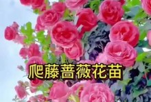 冬天如何养殖蔷薇花（蔷薇冬季养护的关键步骤与技巧）