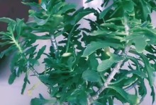 盆栽长寿花养护指南（打造绿意盎然的居家花园）
