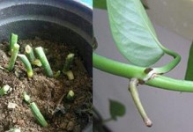 绿萝叶子繁殖技巧大揭秘（掌握这些关键步骤，让你的绿萝茁壮成长）