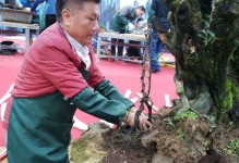 金弹子配土方法与种植土壤（打造理想的种植环境，让植物健康成长）