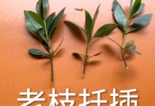 冬天西洋杜鹃花的扦插技巧及注意事项（冬季扦插西洋杜鹃花，以灿烂绽放春日之美）