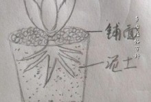 铁海棠修根指南——以根为主题的探索之旅（揭开铁海棠修根的奥秘，轻松掌握修根技巧）