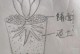 铁海棠修根指南——以根为主题的探索之旅（揭开铁海棠修根的奥秘，轻松掌握修根技巧）