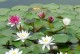 水培花的种植技巧（掌握关键步骤，打造美丽水培花园）