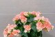 如何成功种植丽格海棠花（丽格海棠花种植方法及注意事项）