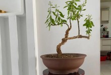 如何养护山上挖的茶花树