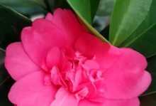山茶花的花怎么开不长（探究山茶花花朵不开的原因及解决方法）