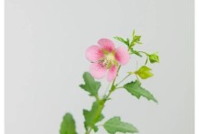 木槿花叶子为何蔫？（探究木槿花叶子蔫萎的原因与应对措施）