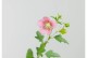 木槿花叶子为何蔫？（探究木槿花叶子蔫萎的原因与应对措施）
