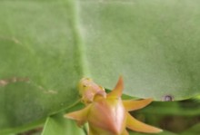 昙花扦插生根的技巧与方法（掌握昙花扦插的窍门，让昙花轻松生根）