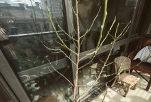 缅桂养殖方法（缅桂养殖技术分享与实践经验）