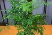 如何培育旺盛的文竹？（以水种植方法与技巧分享）