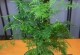 如何培育旺盛的文竹？（以水种植方法与技巧分享）