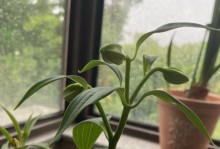 如何促使百合开花？（以百合出花苞的技巧与方法）