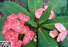 为什么虎刺梅不开花？（探究虎刺梅不开花的原因及处理方法）