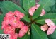 为什么虎刺梅不开花？（探究虎刺梅不开花的原因及处理方法）