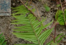 蜈蚣草种植指南（打造室内绿色空间，从蜈蚣草开始）