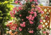 如何促使花卉提前开花（掌握关键因素，让花卉绽放更早）