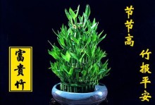 富贵竹的养护方法（以什么样的水为主要养分）