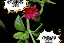 以花黑叶子的原因及处理方法（解决以花黑叶子问题的有效方法）