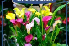 以马蹄莲球怎么分球？（简易步骤让你轻松繁殖马蹄莲球）