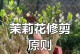 茉莉花的生长全指南（让你的茉莉花健康茁壮成长的秘密）