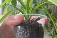 龙血树水培繁殖的方法及技巧（掌握龙血树水培繁殖，打造绿色家园）