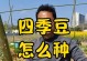 四季豆的种植时间及方法（春季开花夏季结果，养护技巧让丰收更丰满）