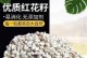 红花种子发芽的全过程（从种子到幼苗，看红花如何发芽成长）
