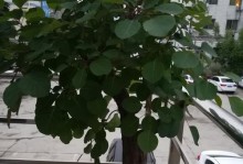 如何养护台湾花皮榕（台湾花皮榕的养殖方法及注意事项）