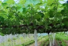 葡萄树新栽怎么剪枝？（掌握剪枝技巧，助力葡萄生长）