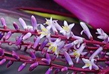 以朱蕉扦插怎么才能活？（技巧与经验分享，让你轻松种出健康的朱蕉植株）