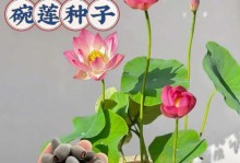 四季碗莲养护指南（打造美丽庭院，从四季碗莲开始）
