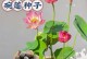四季碗莲养护指南（打造美丽庭院，从四季碗莲开始）