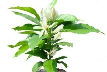 白兰花夏季管理技巧（打造鲜艳夏日花海，白兰花护理指南）