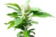 白兰花夏季管理技巧（打造鲜艳夏日花海，白兰花护理指南）