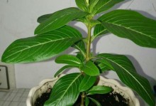 梅花根的修剪技巧（打造健康梅花，从根开始）