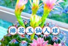 以绯花玉锦怎么养（打造绚丽缤纷的花园，绯花玉锦全攻略！）
