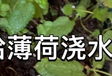 薄荷的浇水时间与频率（合适的浇水时间和方法，让薄荷更茂盛）
