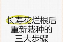 长寿花根被虫子咬了怎么办？（应对长寿花根被虫子咬的方法及预防措施）