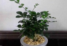 九里香花有毒吗？——室内养护需要注意的问题（了解九里香花的毒性，安全养护你的盆栽）