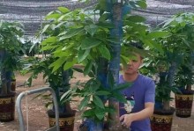 如何成功栽活截下来的发财树干（从截取到重生，一颗财富之树的奇迹）