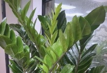 金钱树的养殖技巧（掌握关键的养殖要点，让你的金钱树茁壮成长）