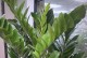 金钱树的养殖技巧（掌握关键的养殖要点，让你的金钱树茁壮成长）