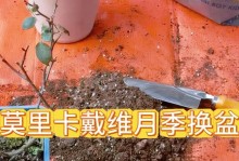以水插月季的换盆技巧（轻松掌握插花艺术，让月季焕发新生机）
